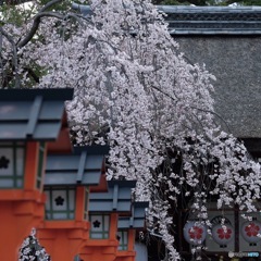 流れる桜