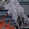 流れる桜