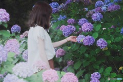 大好きな紫陽花
