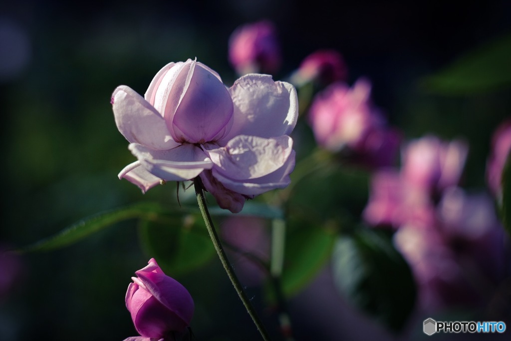 薔薇園