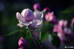 薔薇園