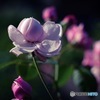 薔薇園