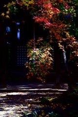 朝の光…