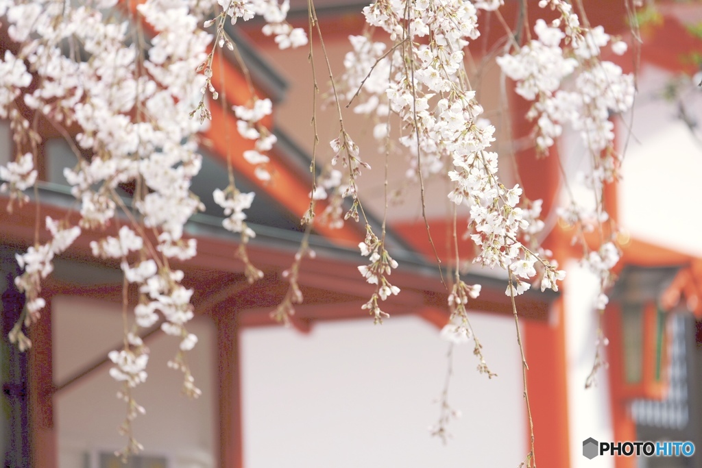 春日和