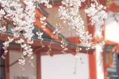 春日和