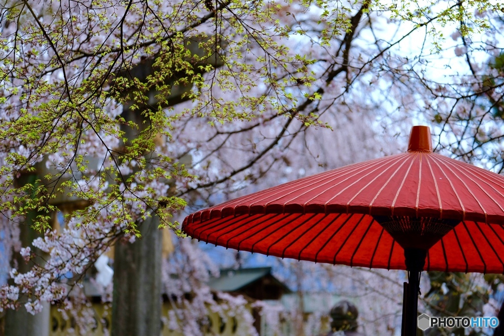 桜とモミジ