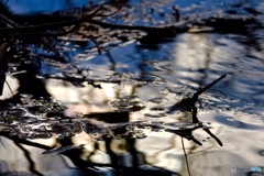 水面に映る朝の光…
