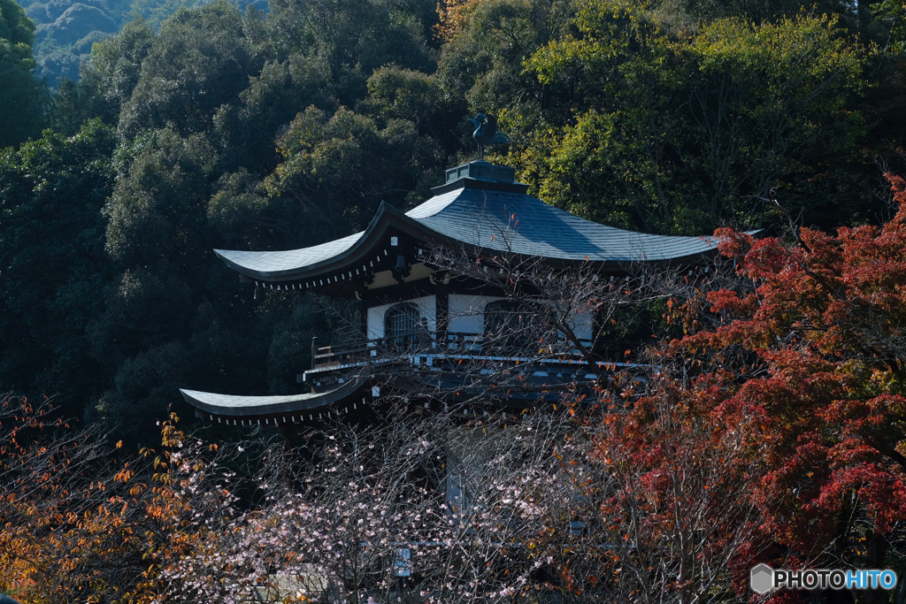 紅葉と不断桜