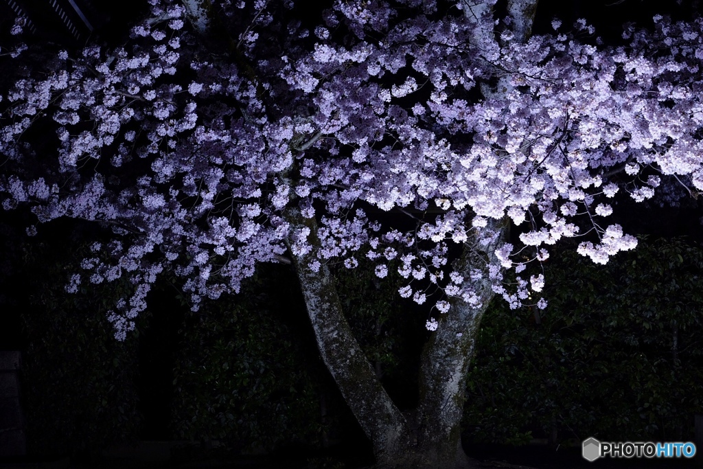 夜桜
