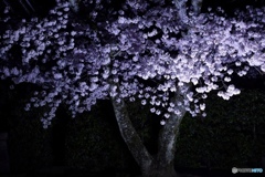 夜桜