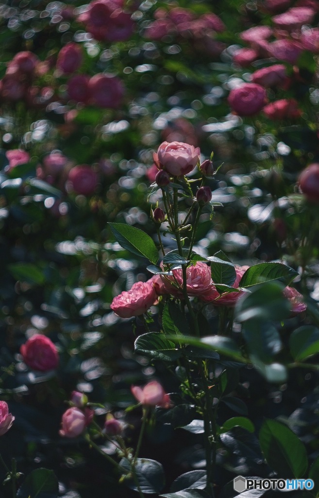 都会の薔薇