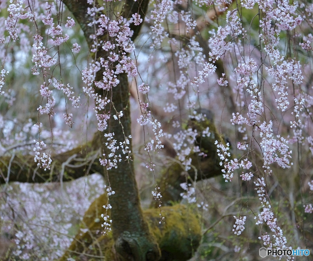 糸桜