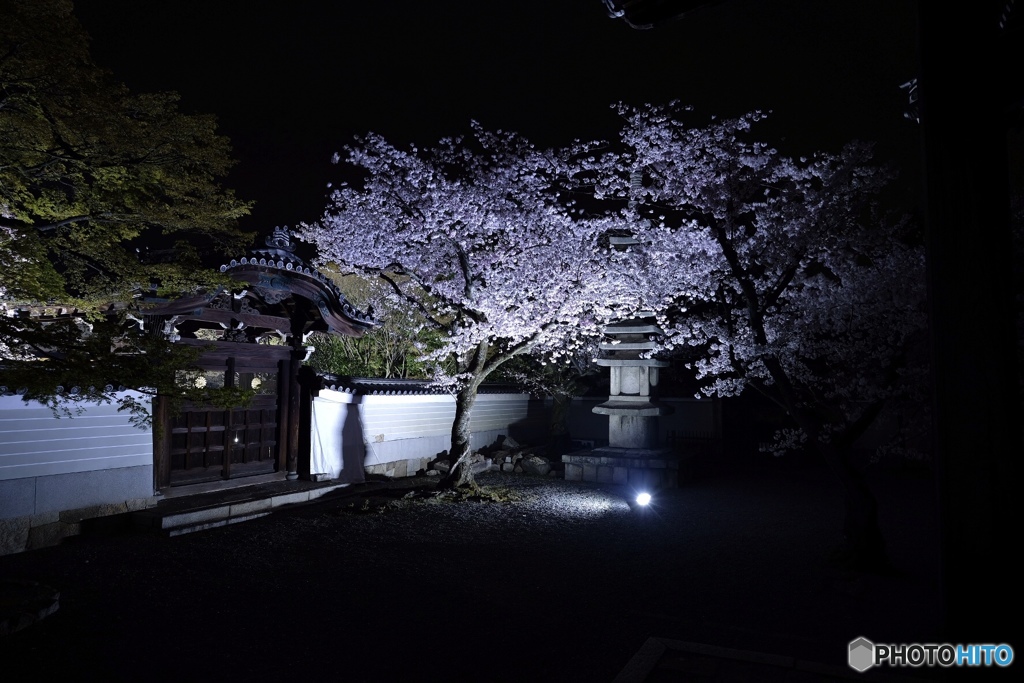 夜桜
