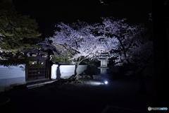 夜桜