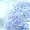 梅雨いろ