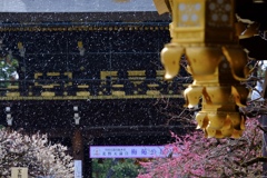 雪が舞う