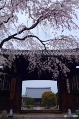 お寺に枝垂れる