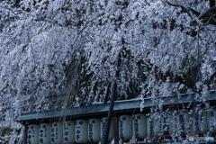 満開