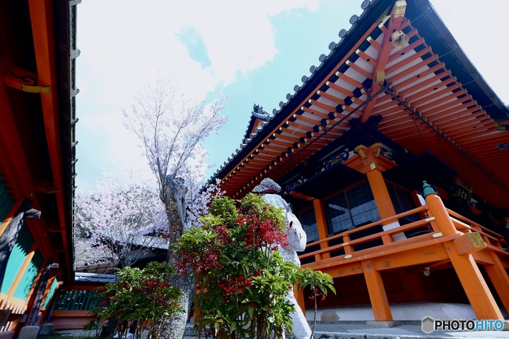 万両に桜