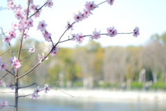 桜咲く