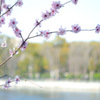 桜咲く
