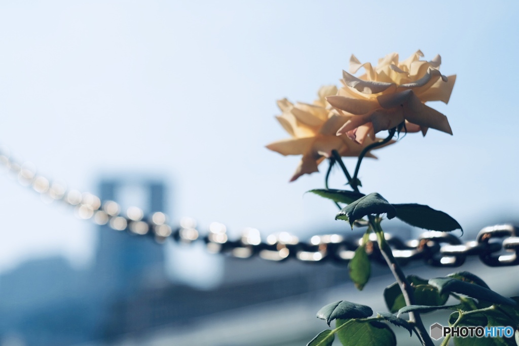 都会に薔薇