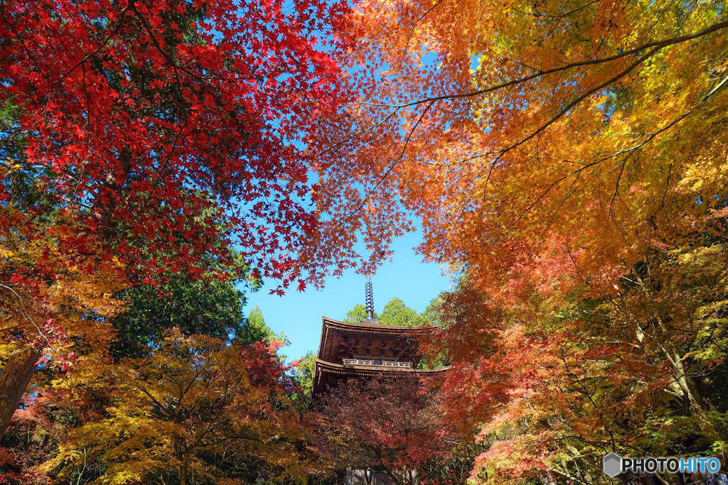 紅葉の中に
