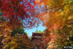 紅葉の中に