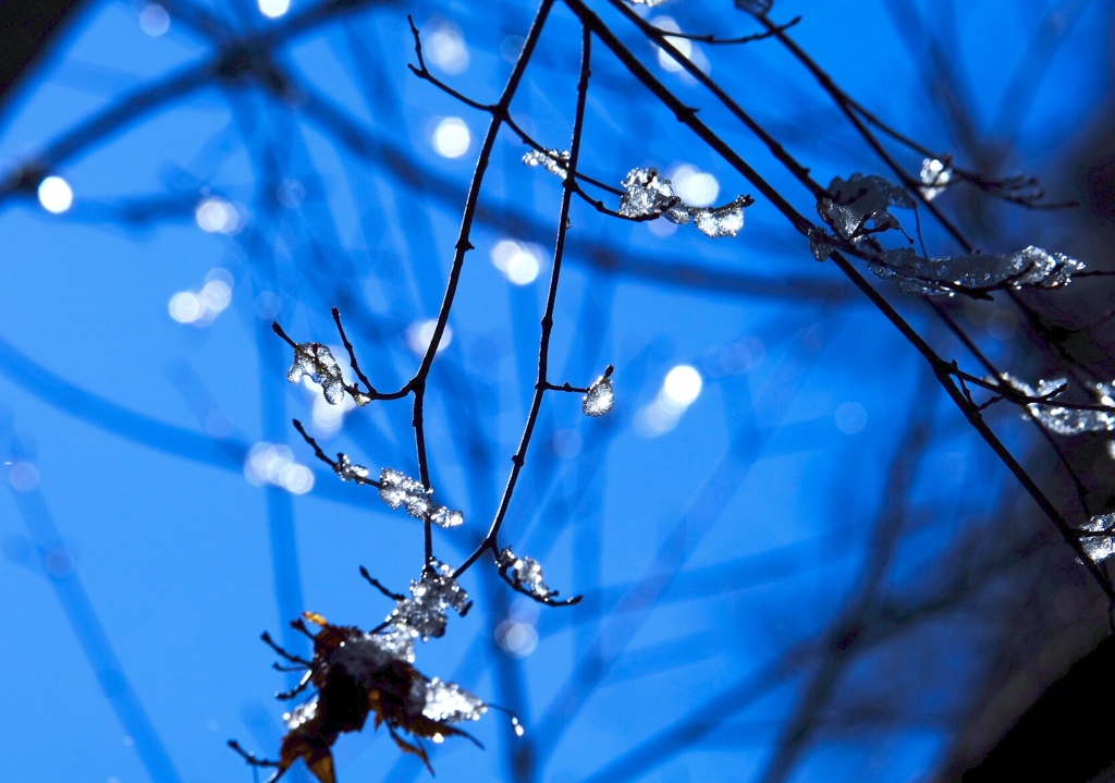 雪の花…