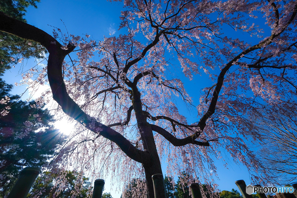 桜咲く
