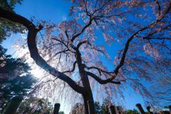 桜咲く
