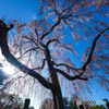 桜咲く