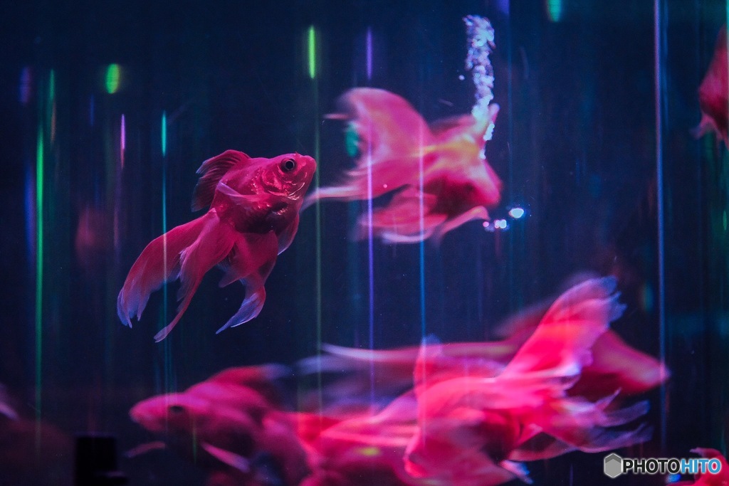 金魚を見に…