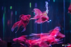金魚を見に…
