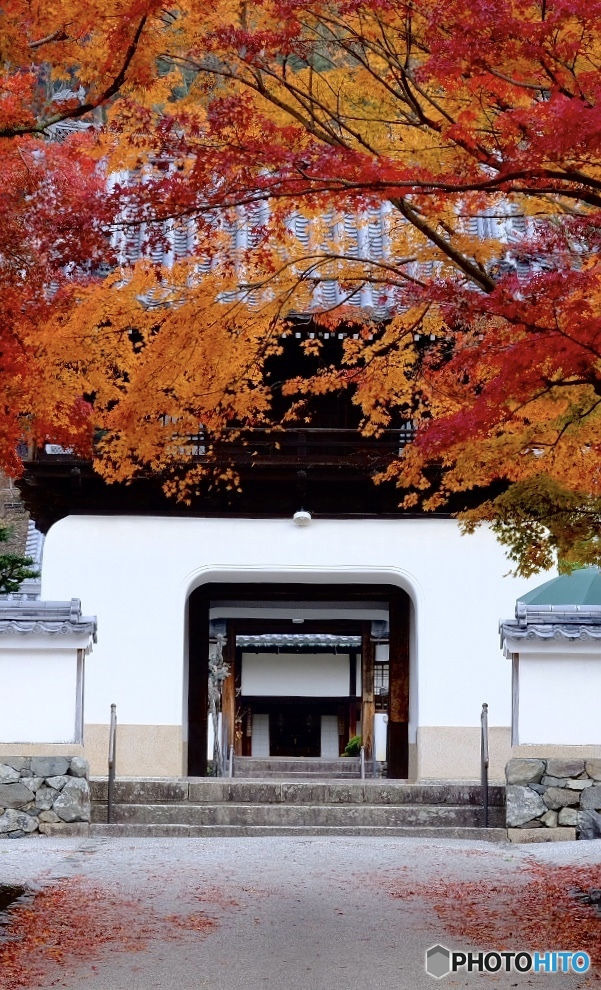 紅葉