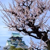 最後の梅