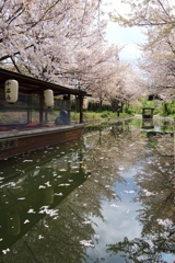 桜並木の先には…