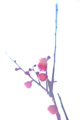 咲き始め