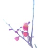咲き始め