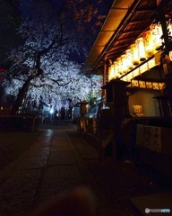 夜桜