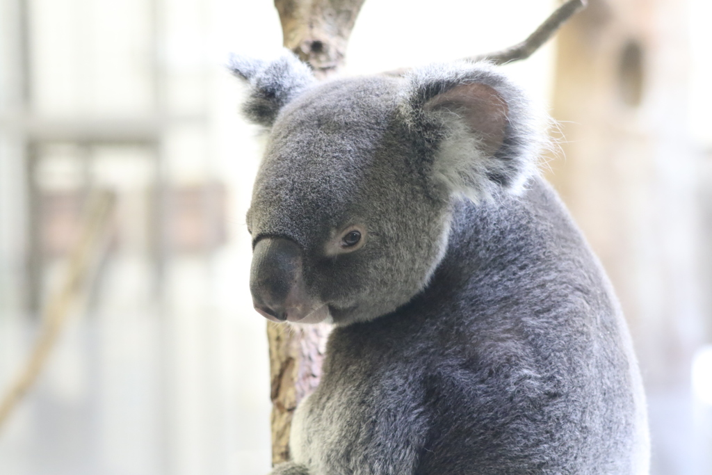 コアラ（多摩動物公園）