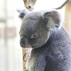 コアラ（多摩動物公園）