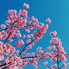 河津桜