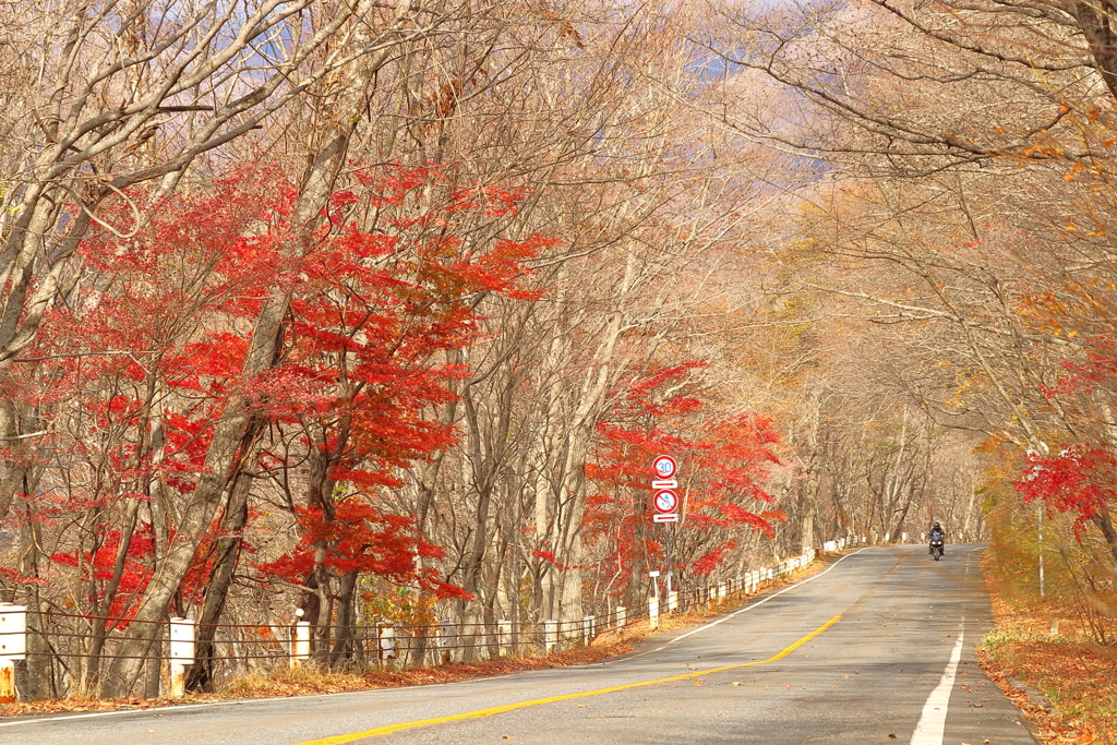 日塩もみじライン　紅葉ピーク過ぎ