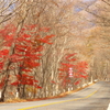 日塩もみじライン　紅葉ピーク過ぎ