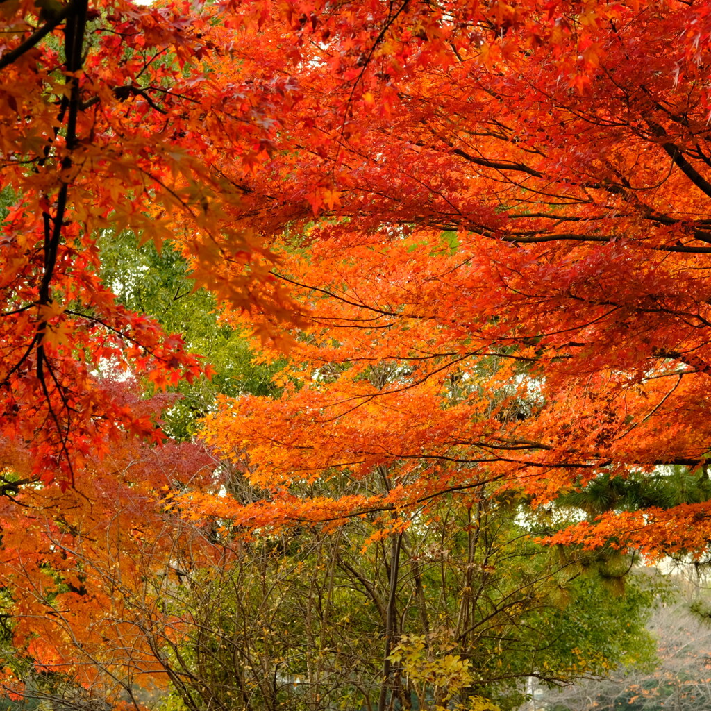 紅葉