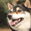 kuroshiba