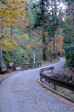 高尾山1号路