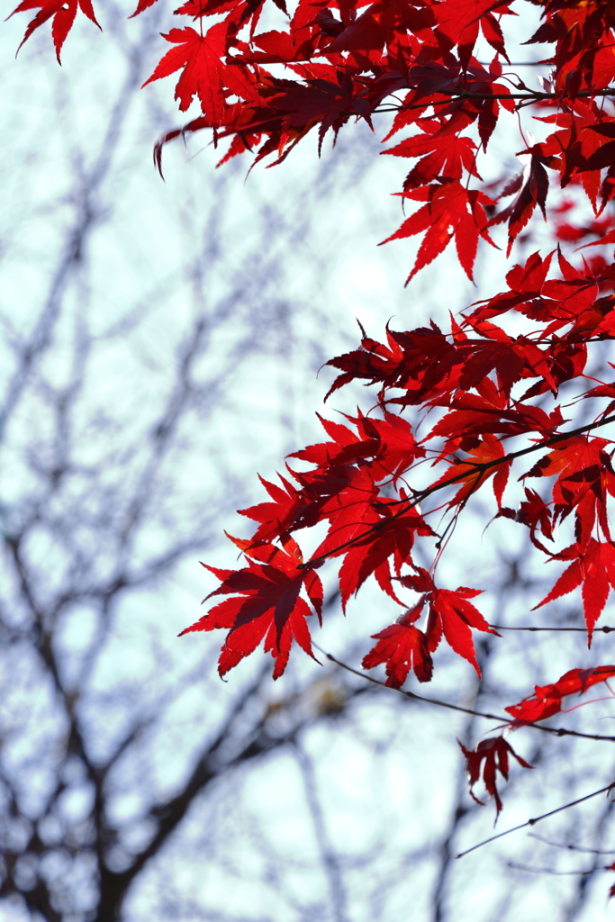 紅葉