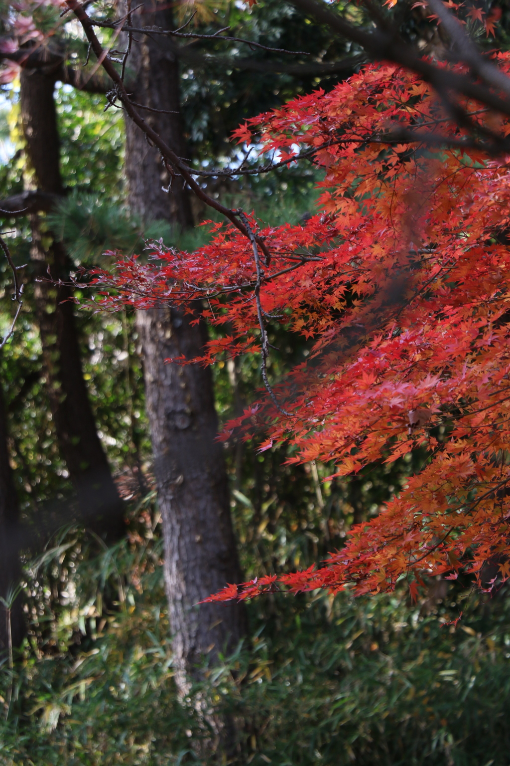 紅葉　葛西臨海公園